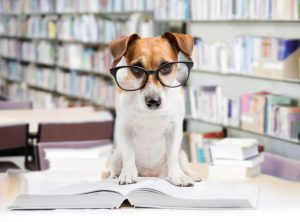 Cute dog tired student reading a book to teach lessons, falls asleep.